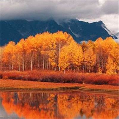 leyu乐鱼手机app下载